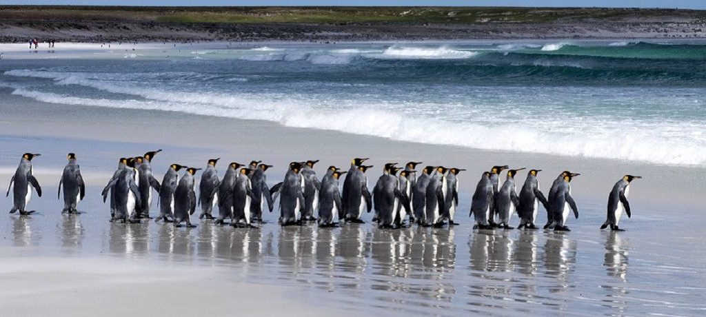 pinguïns Falkland eilanden, Antarctica reizen