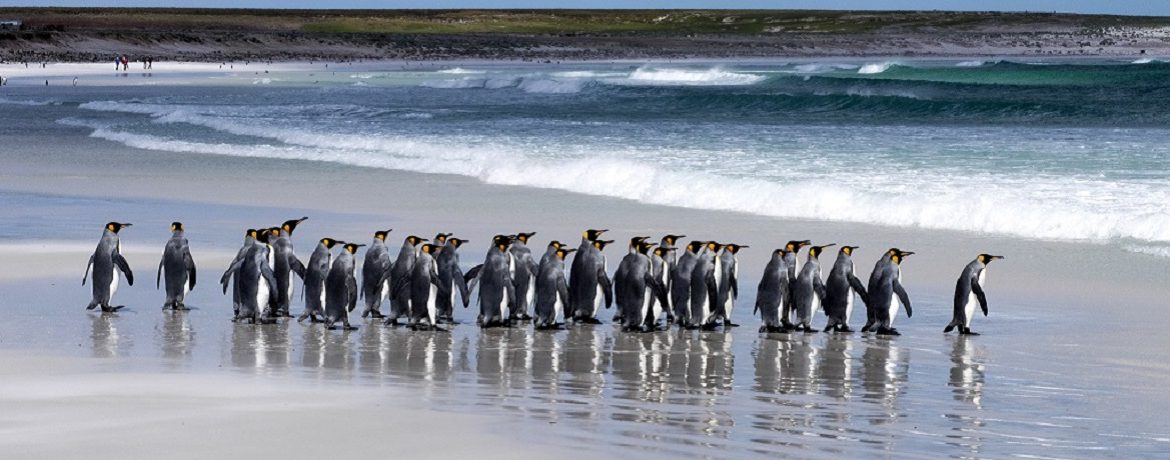 pinguïns Falkland eilanden, Antarctica reizen