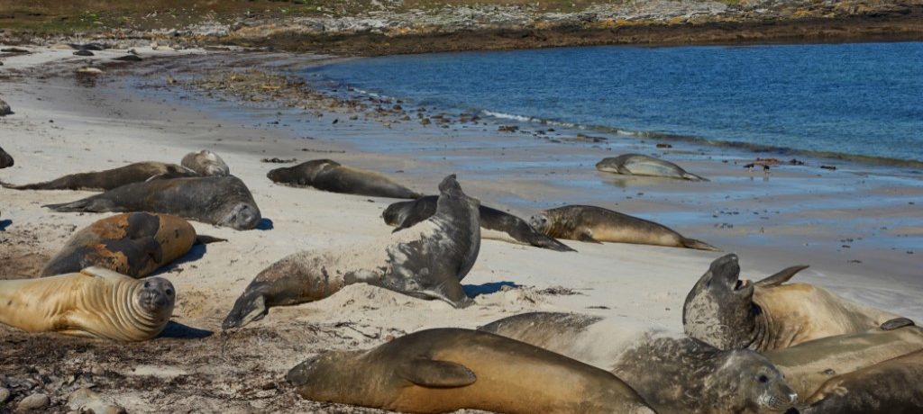 Falklands Islands