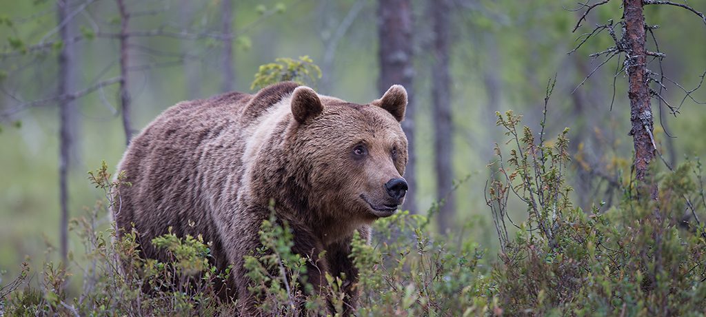Fotoreis beren en wolven in Finse taiga