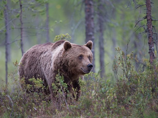 Fotoreis beren en wolven in Finse taiga