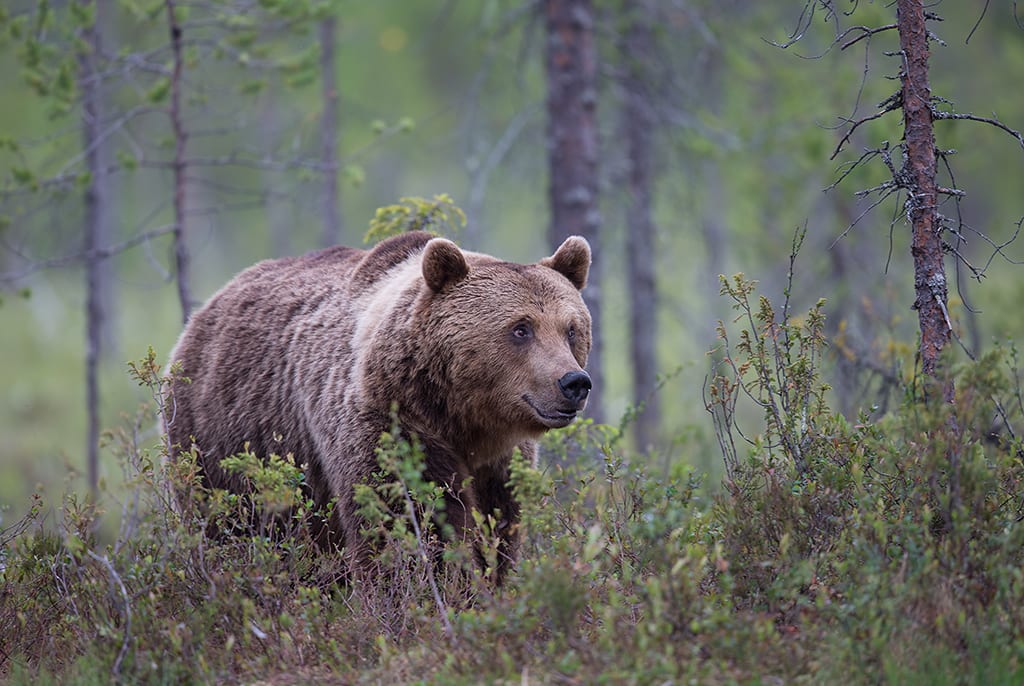 Fotoreis beren en wolven in Finse taiga