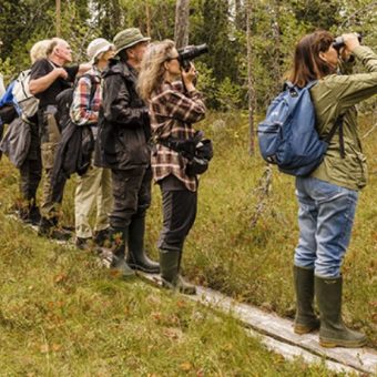 Taiga wouden, Oost-Finland