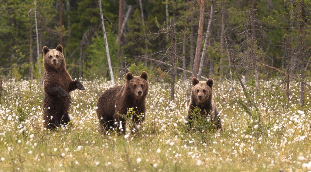 Wildlife fly drive Finland