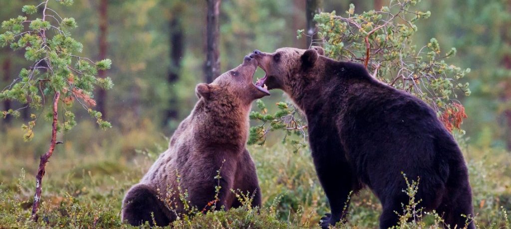 Wildlife fly drive Finland