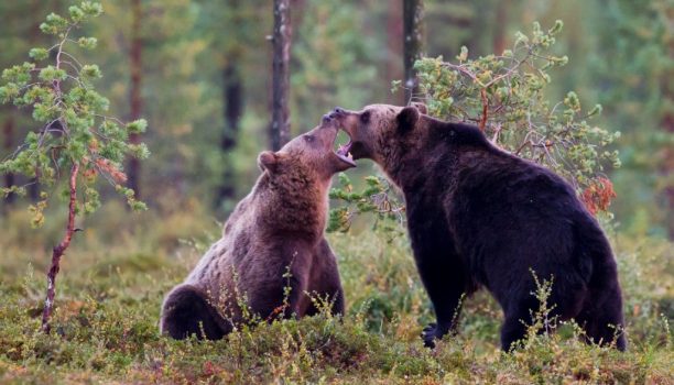 Wildlife fly drive Finland