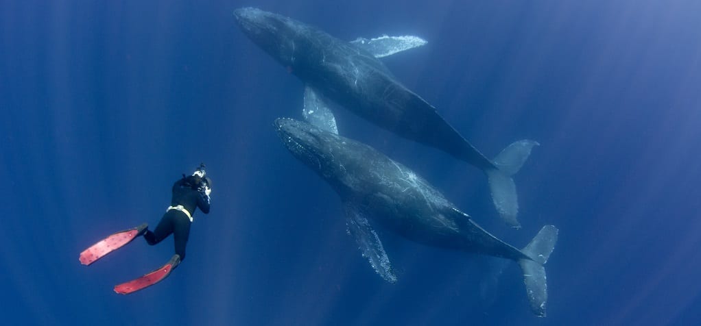Zwemmen met walvissen