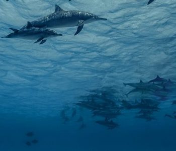 Freedive dolfijn Zwemmen met dolfijnen, Wildlife in de Azoren