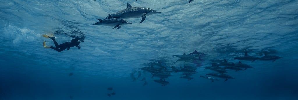 Zwemmen met dolfijnen, Wildlife in de Azoren