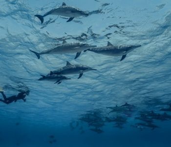 Freedive dolfijn Zwemmen met dolfijnen