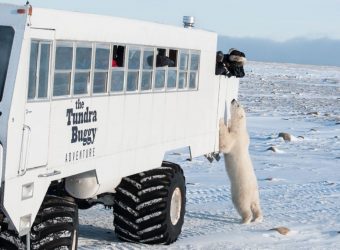 IJsberen en toendra buggy