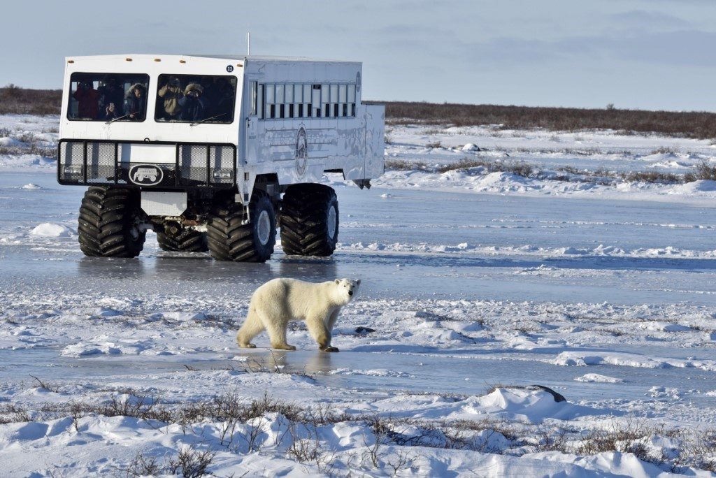 IJsberen Churchill Canada