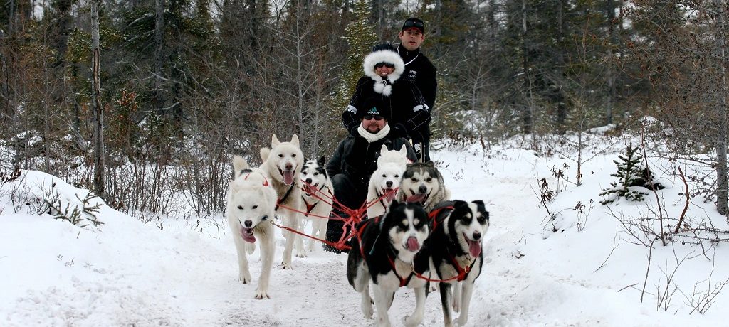 Husky Churchill winter