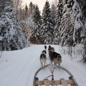 Husky safari Zweeds