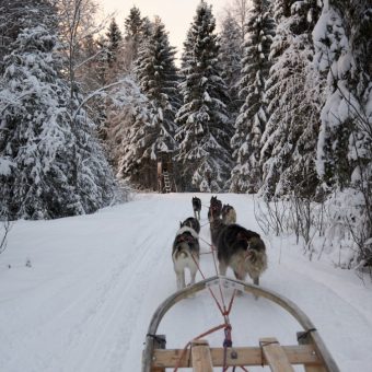 Husky