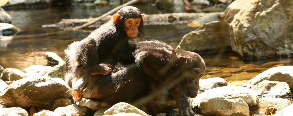 Gombe - chimp met jong - Mbali Mbali 1