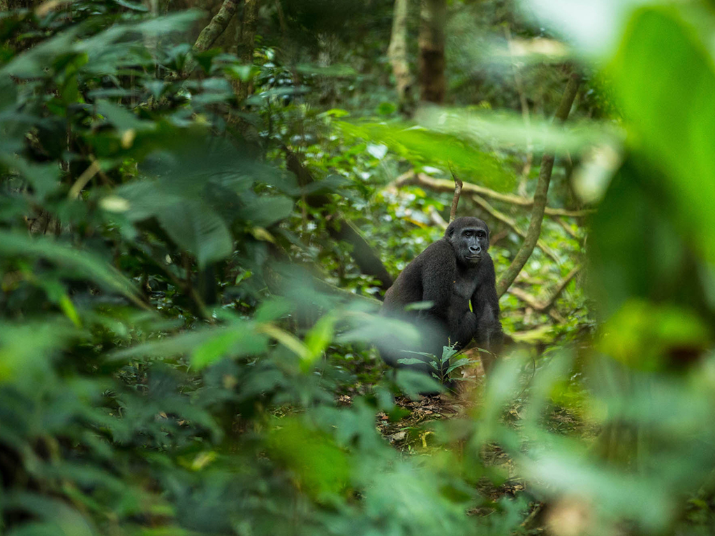 Gorilla Trekking - Dzanga Sangha