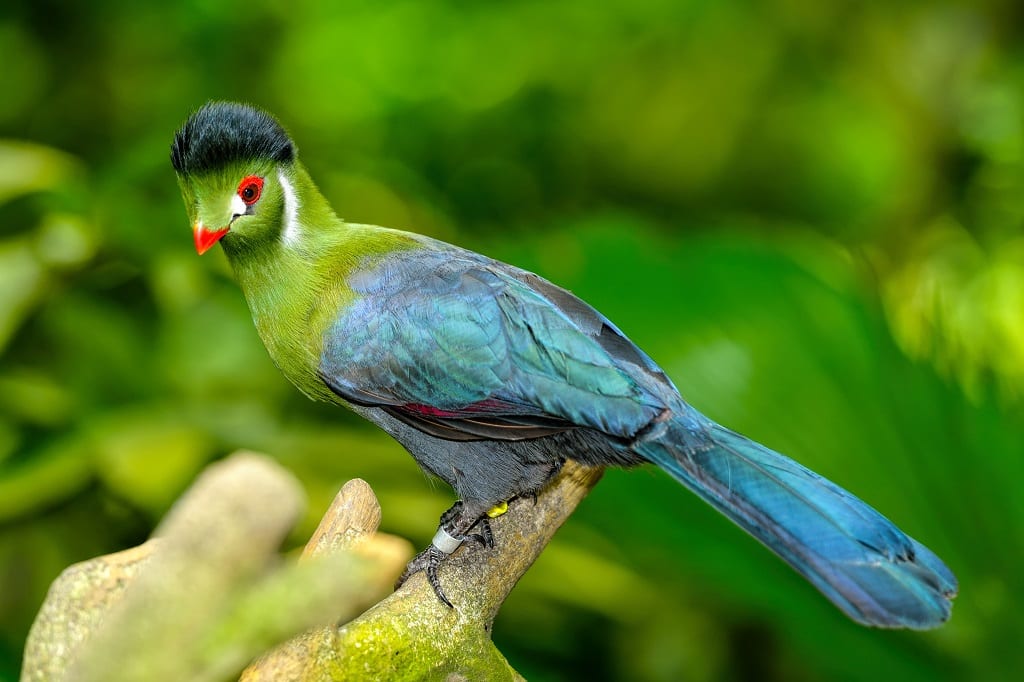 Green Turaco