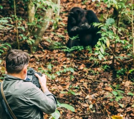 Chimpansee safari