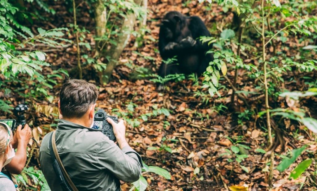 Chimpansee safari