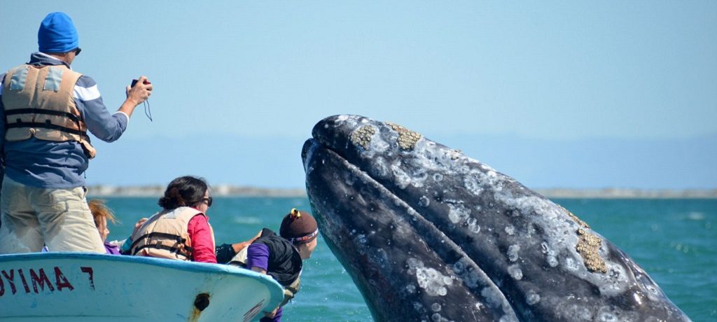 Grijze walvis spotten