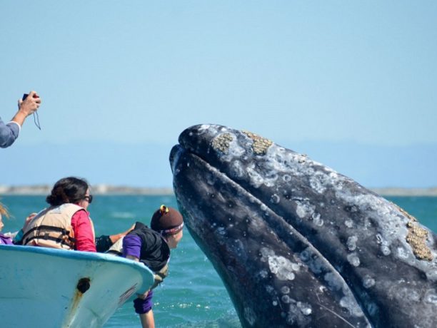 Grijze walvis spotten
