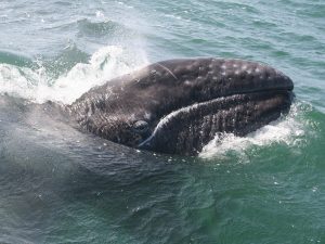 Grijze walvis