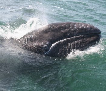 Grijze walvis