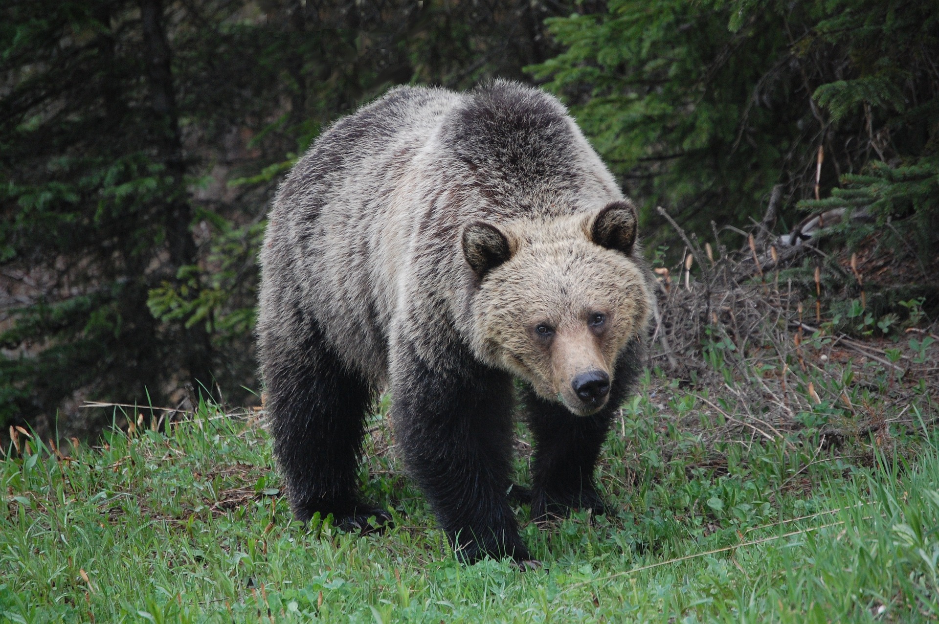 Grizzly beer