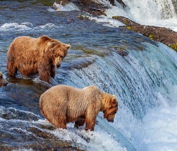 Beste tijd voor Alaska, beren spotten in Alaska