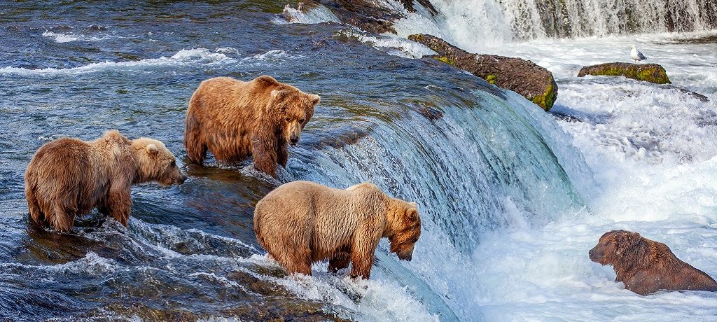 Beste tijd voor Alaska, beren spotten in Alaska