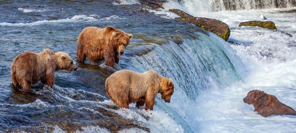 Wildlife Canada