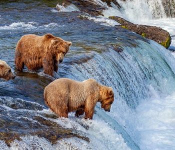 Wildlife Canada