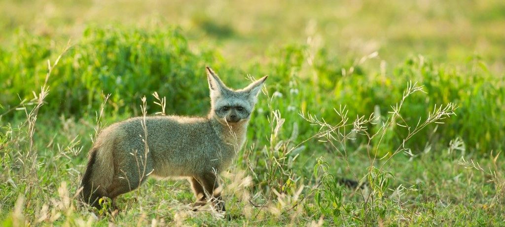 Grootoorvos, Oeganda, Afrika - Shutterstock