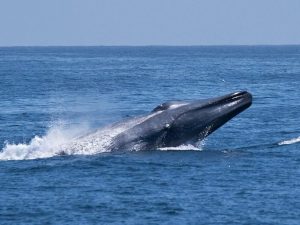 De grote walvissen van de Azoren
