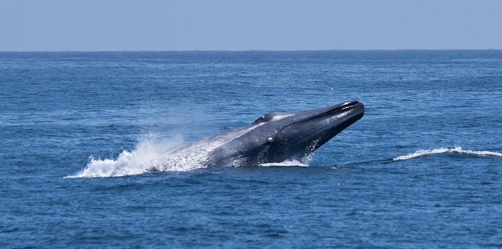De grote walvissen van de Azoren