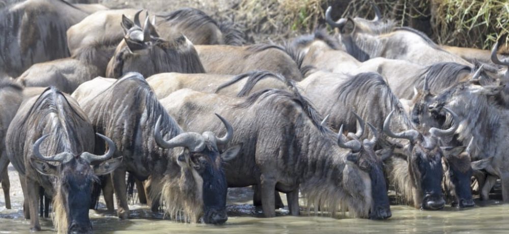 Grumeti River Serengeti