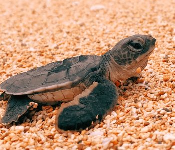 Activiteiten Sao Tomé é Principe, beste tijd voor Schildpadden