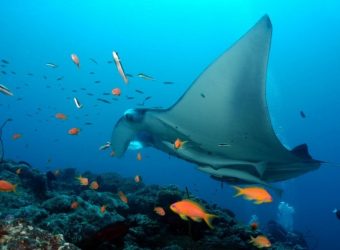 Vilamendhoo House Reef