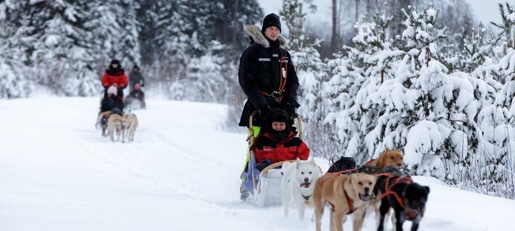 Harriniva Adventure Resort, husky