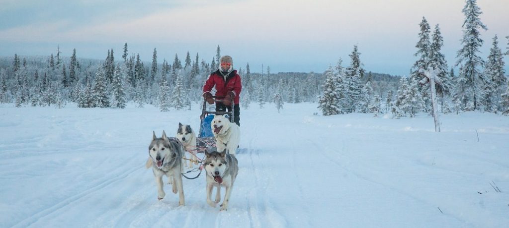 Huskysafari in Fins Lapland (Harriniva), Noord Finland