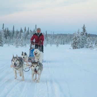 Huskysafari in Fins Lapland (Harriniva), Noord Finland