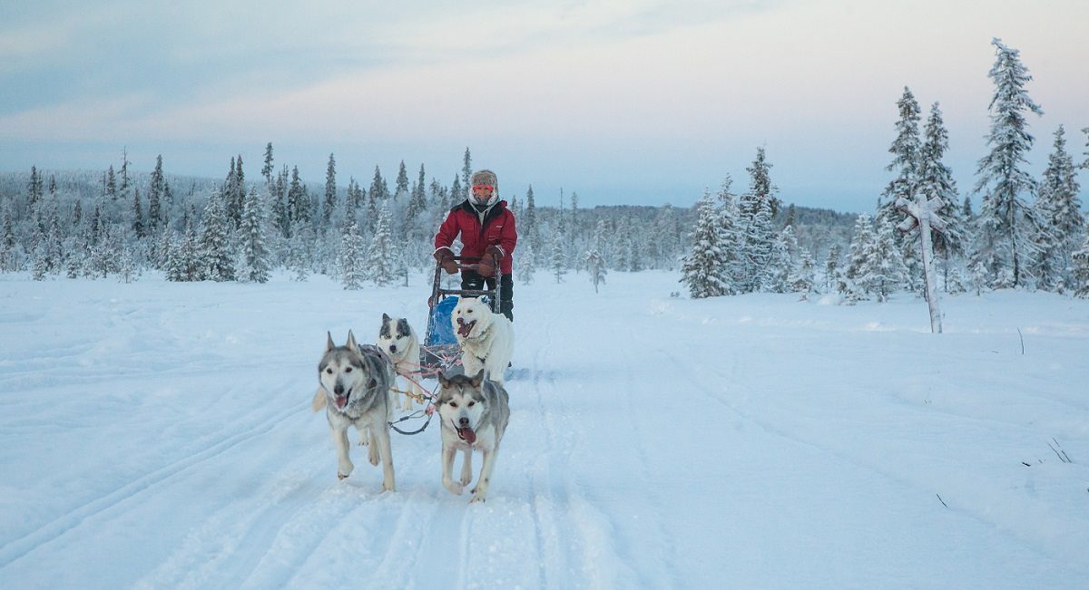 Huskysafari in Fins Lapland (Harriniva), Noord Finland