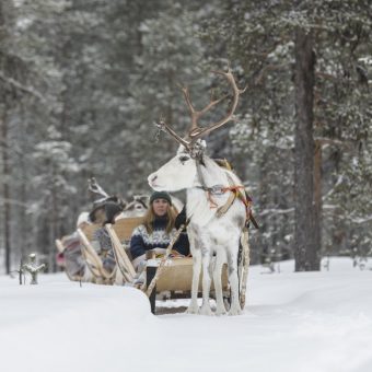 Authentieke Lapland winterreis, Rendier experience