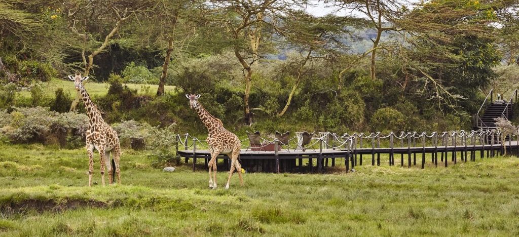 Acaciabos, Arusha National Park, Tanzania