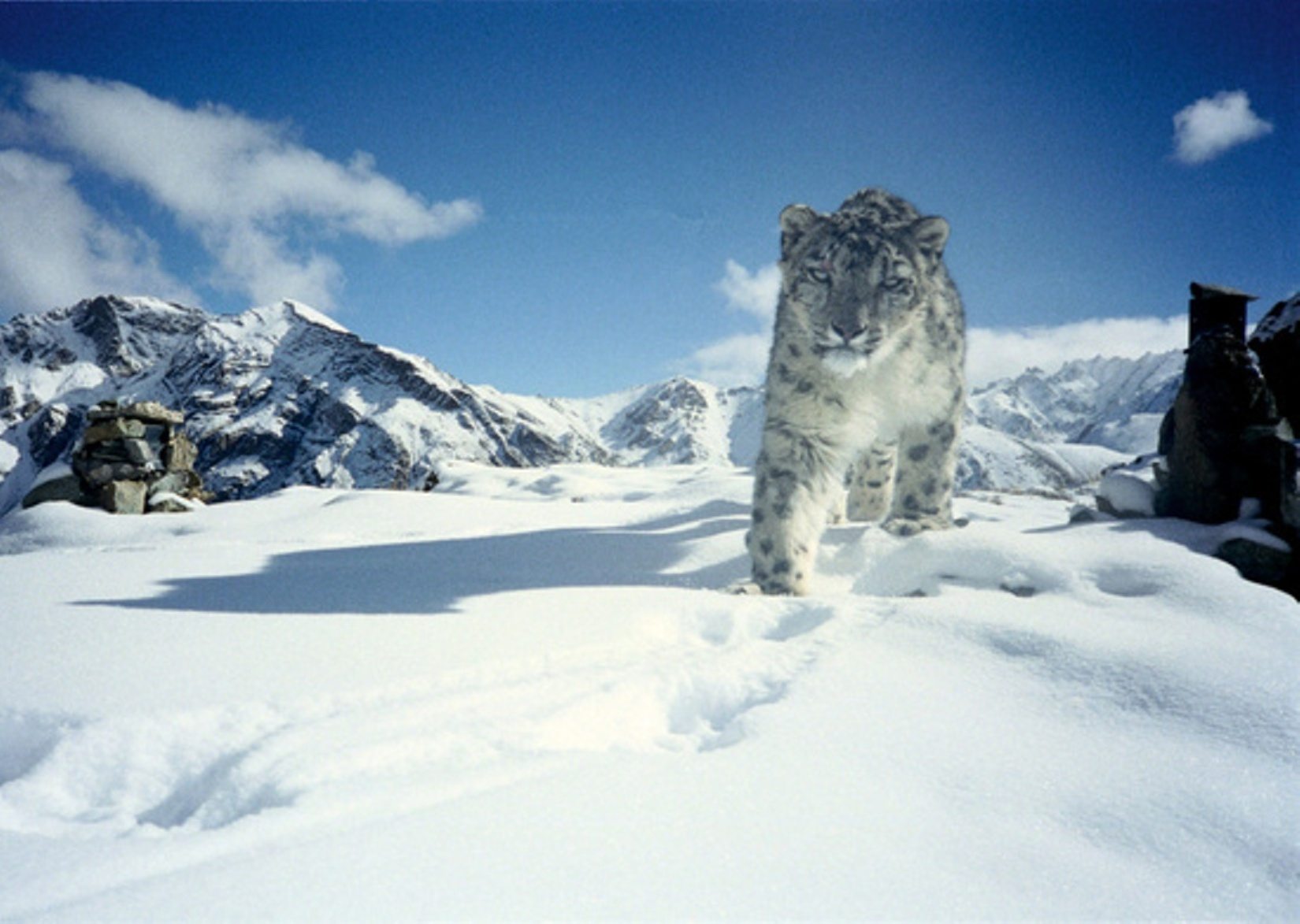 Hemis National Park | Sundowner Wildlife Holidays