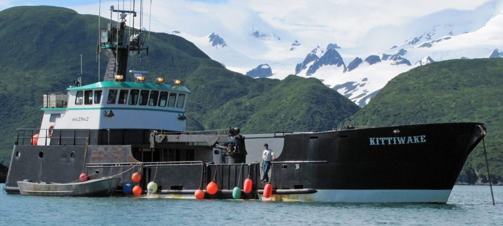 grizzly beren van kodiak tot katmai