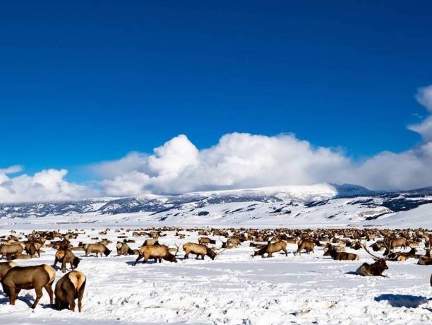 Grand Teton Elk Refuge