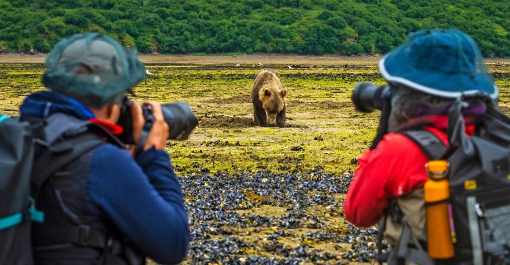 Grizzly beren van Kodiak tot Katmai