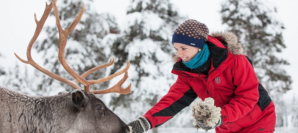 Rendier safari Lapland